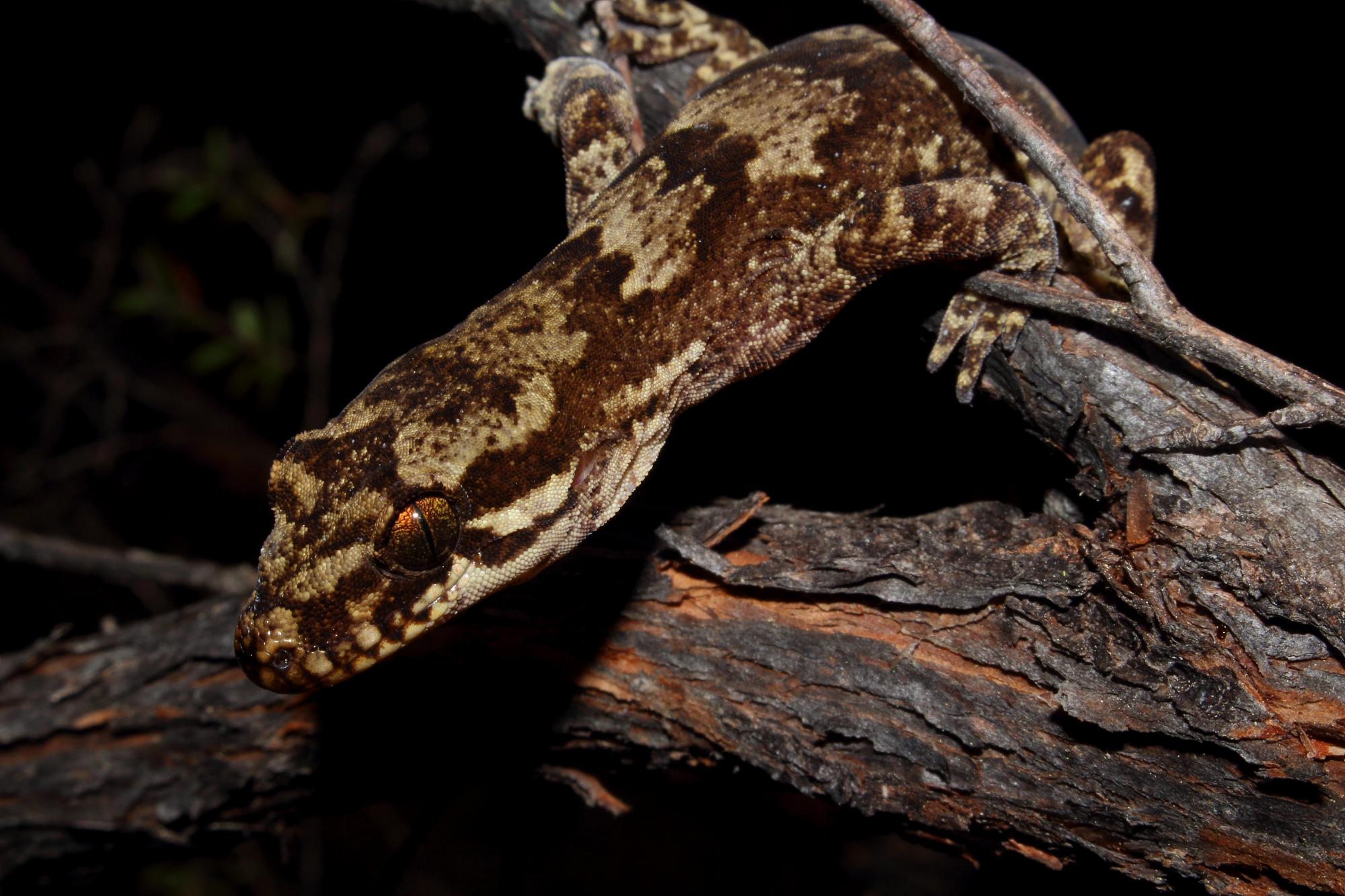 Dactylocnemis Pacificus | NZHS